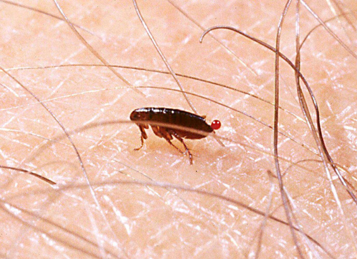 Fleas