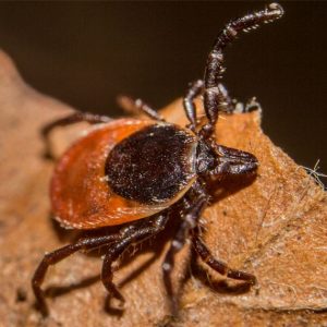 Ticks